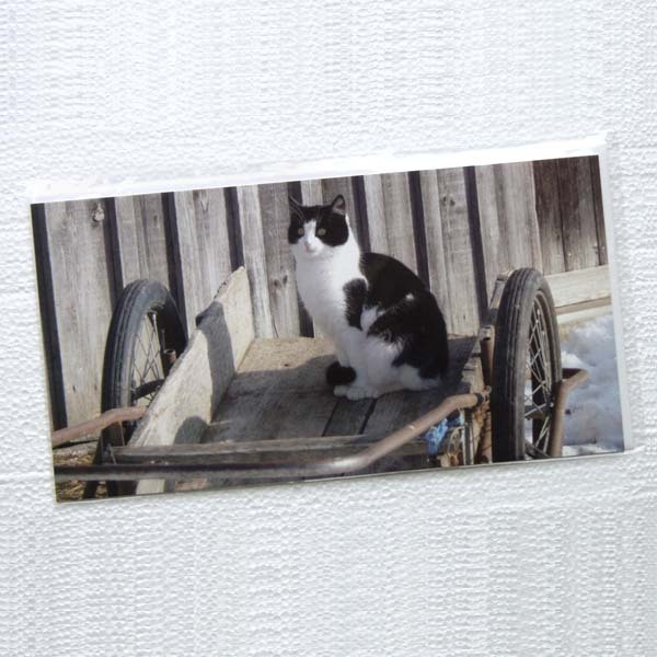 Katze Karte Postkarte mit Kuvert Grusskarte Glückwunschkarte