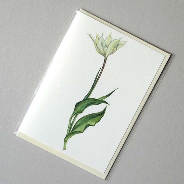 Tulpe weiß Faltkarte mit Umschlag von tausendblatt