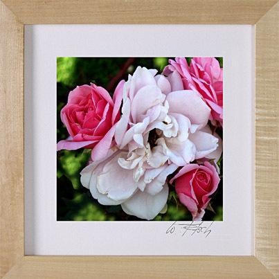 Foto mit Rahmen Rose weiß-rosa Lindenholz Rahmen